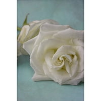 Оригиналниот печатење на бела роза на завиткано платно