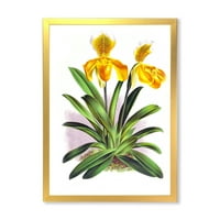DesignArt „Yellowолта гроздобер орхидеја“ Традиционална врамена уметничка печатење